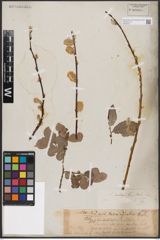 Foto von Salix aurita L.